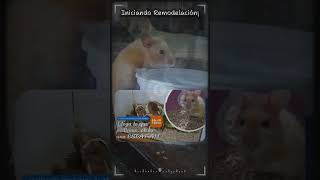 Nuevo video Productos de Temu para Hamster viralvideo hamsters temu analisis [upl. by Moria]