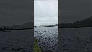 Dovestone reservoir Oldham youtubeshorts birds lovers shorts [upl. by Sibley978]