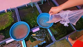 Natural Outdoor Guppy Setup Full Update I Bought Live Daphnia and This is How I Prepare Them [upl. by Haziza22]