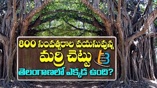 800 Years Old Pillalamarri Tree Unknown History  Mahabubnagar Tourist Places  T3  ABN Telugu [upl. by Ecnirp794]