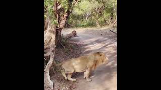 Its my area viralvideo live shortvideo shorts safari lionsafari gujarat gujaratinews [upl. by Emelun]