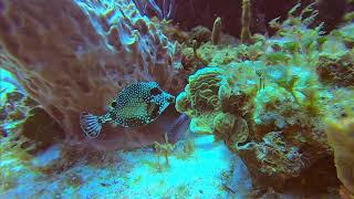 Scuba Diving  Cozumel Mexico [upl. by Maloney889]