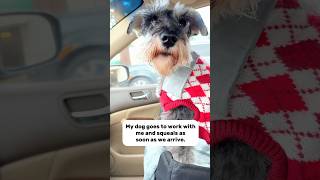 Schnauzer squeals when he realizes where he’s at minischnauzer [upl. by Zeni]