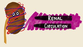 Renal Circulation  Renal Blood Flow  Renal Autoregulation  Renal Physiology [upl. by Llehsar]