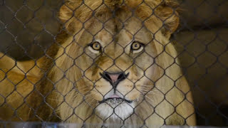 Animals At The Zoo  Learning About Zoo Animals  Little Angel Kids Songs amp Nursery Rhymes [upl. by Sadirah166]