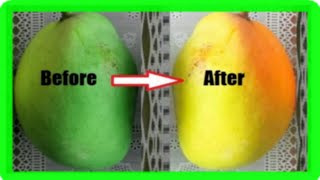 How To Ripen Mangoes Faster At Home 5 Simple Methods [upl. by Nafri]