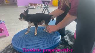 Trattamento conservativo ernia discale cane  Fisioterapia Veterinaria Pisa® [upl. by Costin]