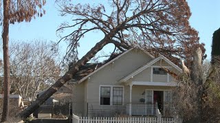 Dangerous Idiots Tree Felling Fails With Chainsaw Big Tree Removal Failling On Houses [upl. by Garnet]