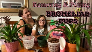 BROMELIAD PUPS Remove amp Pot Propagating Bromeliads [upl. by Boyden493]