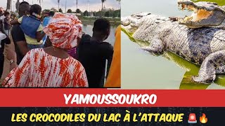 Les crocodiles de Yamoussoukro un atout touristique oublié et en danger [upl. by Esened]