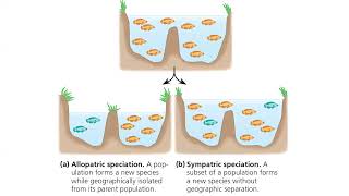 23 Speciation amp start phylogeny [upl. by Oicaroh]