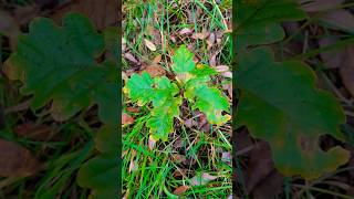 English Oak Quercus robur sapling under Scots Pine Pinus sylvestris Northern Ireland 08112024 [upl. by Euqinomahs]