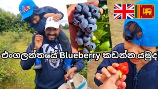 Blueberry amp Strawberry Picking In UK  UK Sinhala Vlog  Life In UK  Lankans In UK [upl. by Tran]