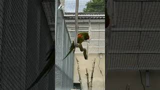 Red fronted macaw bird parrot conure [upl. by Lenoj]