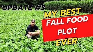 My Best Fall Food Plot Ever [upl. by Laamak]