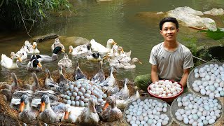 5 month Raise ducks build nests and harvest duck eggs to market sell Gardening to harvest to sell [upl. by Kuska]