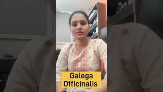 Galega Officinalis homeopathic medicine benefits uses and Side effects in Hindi [upl. by Aretha]