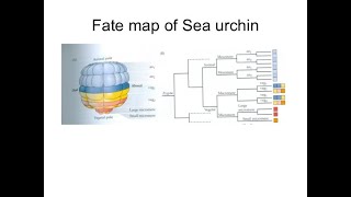 Fate map of sea urchin [upl. by Redna477]