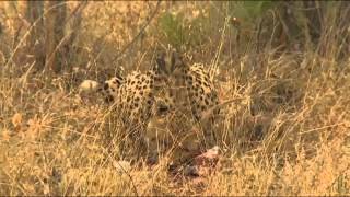 Cheetah Eating a Duiker Kill [upl. by Amanda123]