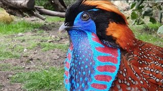 Temminck Tragopan  Um faisão pra lá de exótico [upl. by Koy448]