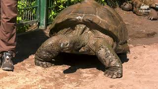 SpaDay bei den Riesenschildkröten im Tierpark Berlin  Spa day with the giant tortoises [upl. by Pillihp356]