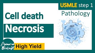 Necrosis and its subtypes  Necrosis  Cell Injury  General Pathology  USMLE step 1 [upl. by Abbub589]