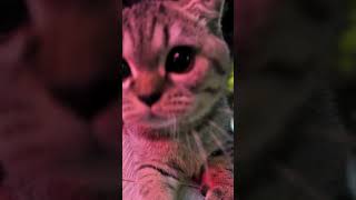 Adorable Little Kitty Cutest Moments Compilation 🐱❤️ [upl. by Akvir]