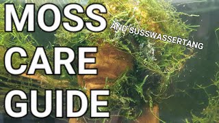 Moss And Süsswassertang Care Guide  Java Moss Flame Moss Weeping Moss Willow Moss Etc [upl. by Acilegna768]