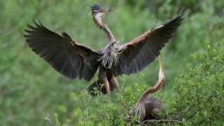 Herons pourpres  Ardea purpurea [upl. by Yeliak361]