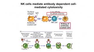 NK Cells [upl. by Yatnoed134]