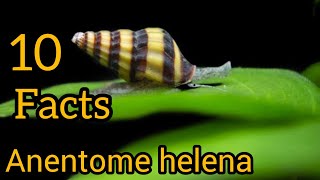 Assistant Snails Anentome Helena Interesting Facts about Snails [upl. by Nonnairb454]