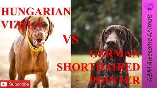 Vizsla VS German Shorthaired Pointer [upl. by Siraf]