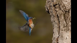 Natural Cavity Nest Box Build [upl. by Nalek]