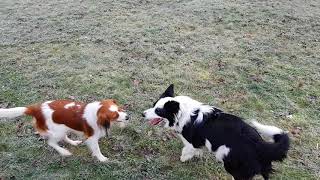 Kooikerhondje is running with Border Collie [upl. by Swayder967]