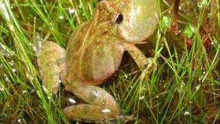 Acris Crepitans  Northern Cricket Frog [upl. by Vernita894]