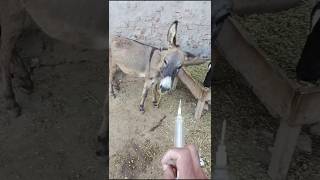 Donkey injection with fever beach music love shortsfeed amazing animals farming [upl. by Dianthe]