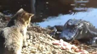 Animal Clip Of The Week Cat Fights Off Alligator [upl. by Annwahs]