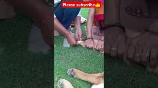 Dog treatment ytshorts veterinary shorts [upl. by Adihsaar]