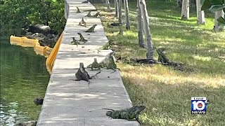 Miami Beach officials coming up with ideas to get rid of invasive iguanas [upl. by Akcire]