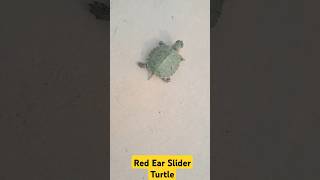 Turtle Running turtle redearedslider ytstudio ytshortsvideo pets [upl. by Kain]