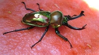 Phalacrognathus muelleri  Entnahme der Larven aus den Eiablagehölzern Teil 1 [upl. by Neelahtak342]