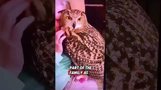 This orphaned owl was rescued by a kind man who raised it until it recovered rescue owl [upl. by Oaks]