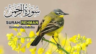 Surah ArRehman Full  Ep  00312  Qari Rizwan  سورہ رحمٰن55  Relaxing Recitation [upl. by Nauqan668]