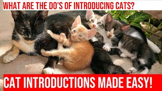 Introducing Cats Tips for a Smooth Transition [upl. by Leizo]