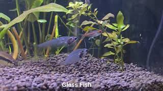 Planted tank with tetra and barb fish [upl. by Dupaix389]