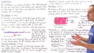 Microfilaments Intermediate Filaments and Microtubules [upl. by Eibbil890]