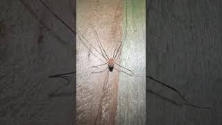 Phalangium Opilio Harvestman On Bonfire Night arachnids nature [upl. by Enileuqcaj]