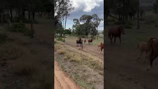 The brumbies gallop through the paddock pure energy and spirit in every stride 🐎🌿 [upl. by Bilek]