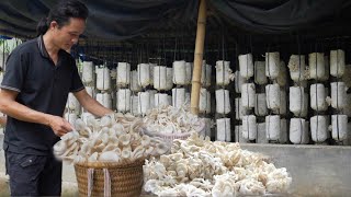 Oyster mushrooms delicious mushrooms grown from straw Vàng Hoa [upl. by Sven]