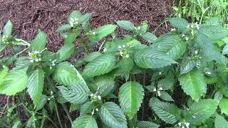 Galeopsis plante médicinale respiratoire  Galeopsis respiratory medicinal plant [upl. by Muir]